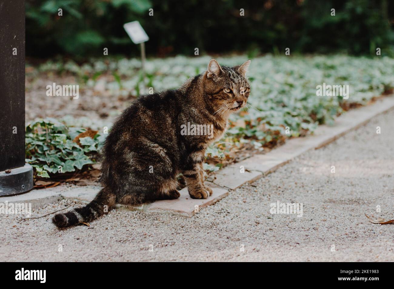 il gatto marrone è seduto in un letto di fiori in un parco vicino ad un sentiero pedonale di sabbia delimitato da cordoli di mattoni. Foto Stock