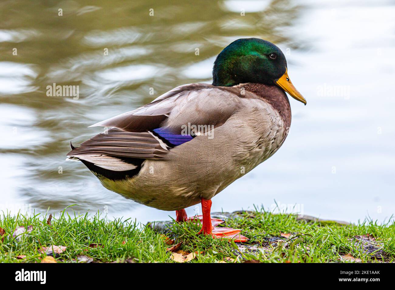 Un maschio Mallard Duck, con una profondità di campo poco profonda Foto Stock