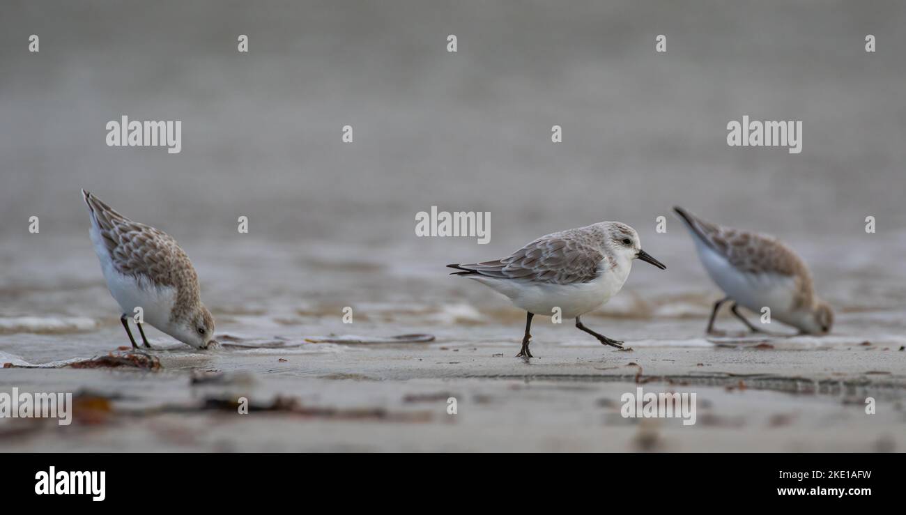Tre Sanderling (Calidris alba) che alimentano, sondando i loro becchi nella sabbia nella zona intertidale che cattura il cibo . Foto Stock