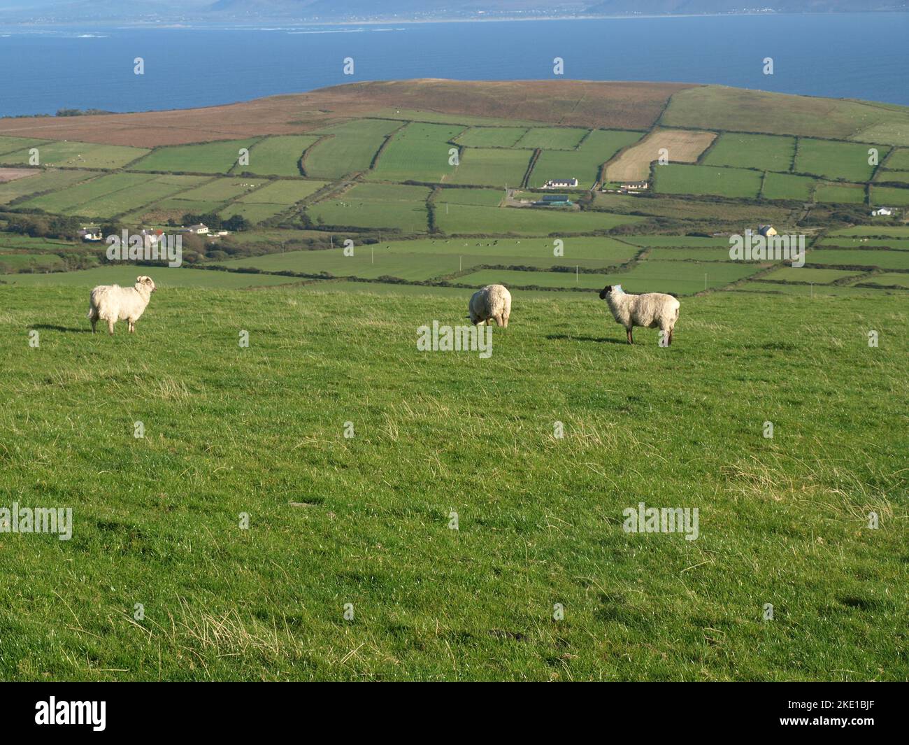 Pecore irlandesi su un prato verde sulla penisola di Dingle in Irlanda. Foto Stock