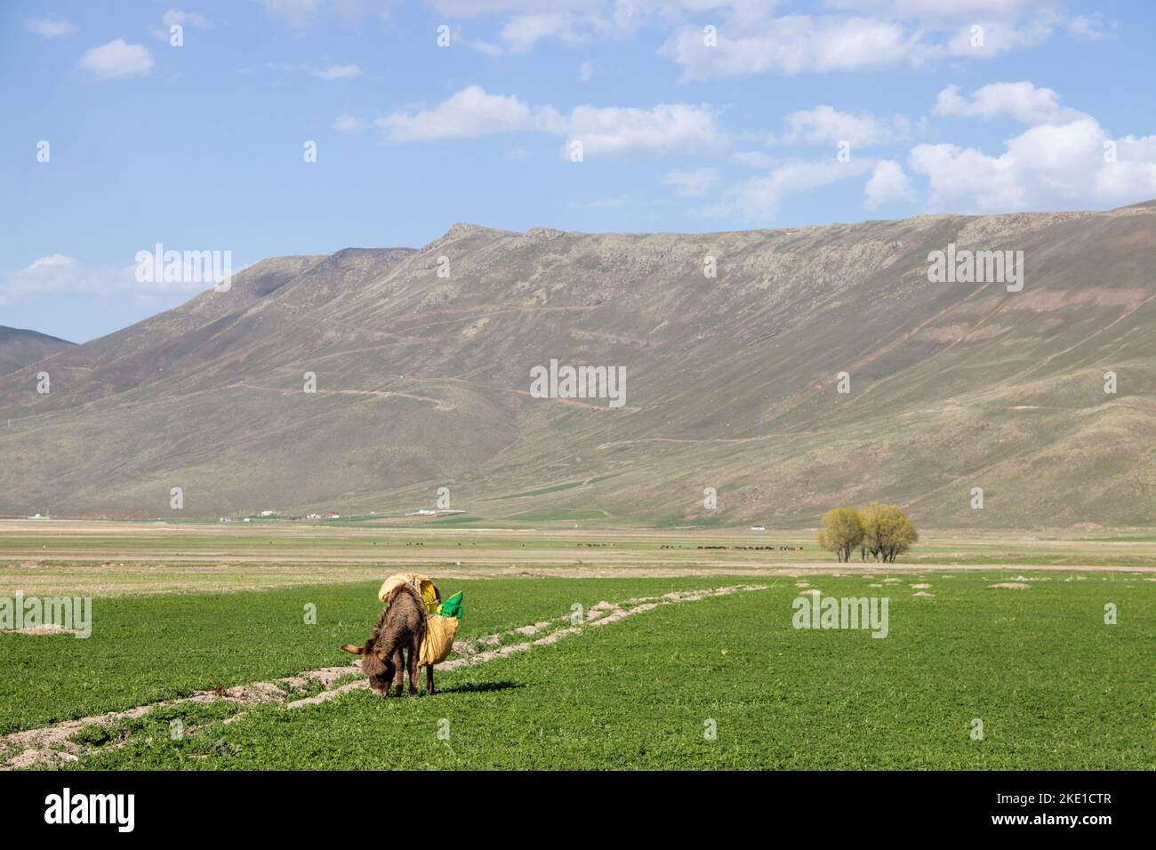 Prateria Erzurum pianura ai piedi della montagna. Terreno agricolo paesaggio. Un asino pastore pascolo nel greenery.Selective fuoco. Foto Stock