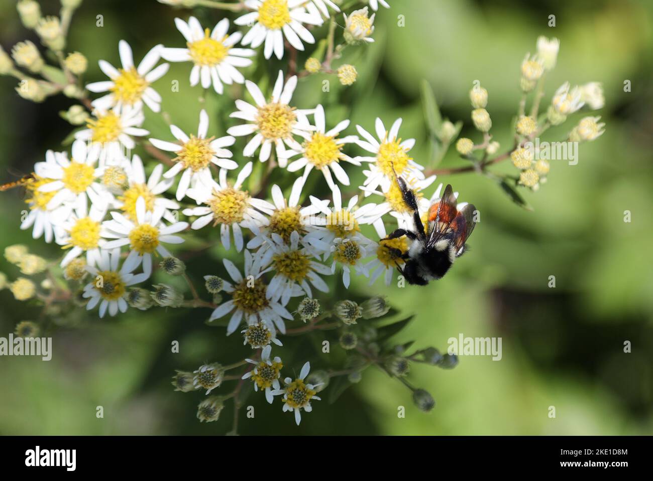 Fiori selvatici della Nuova Scozia, Canada Foto Stock