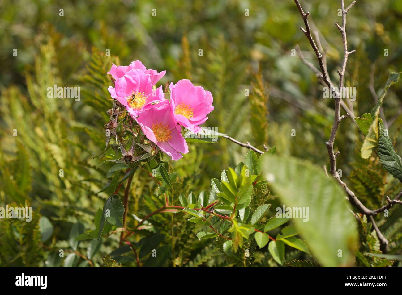 Fiori selvatici della Nuova Scozia, Canada Foto Stock