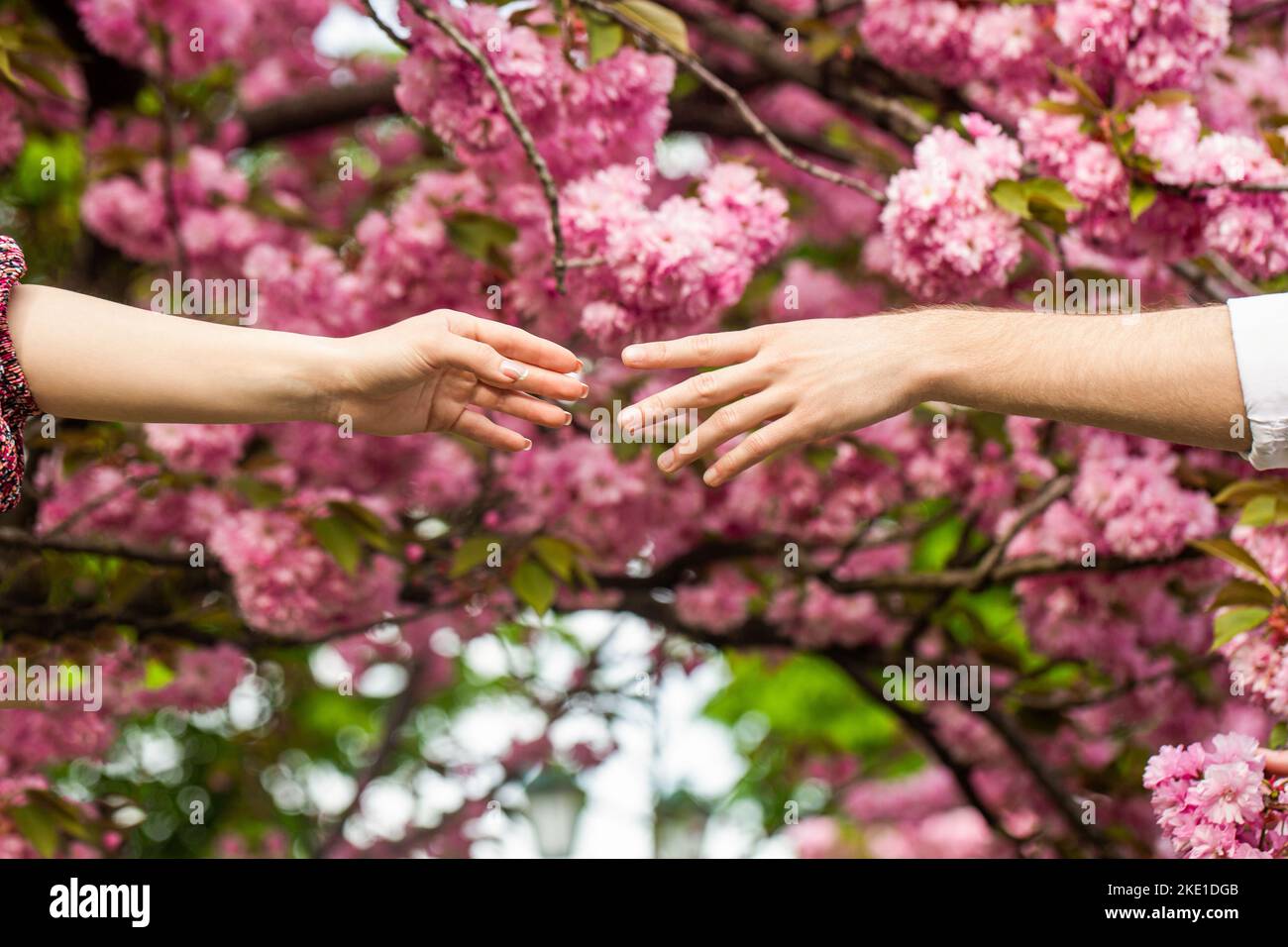 Giovane coppia innamorata. L'uomo tiene la mano della donna. Relazioni familiari. Mani, primavera, amore, mani. Coppia di amanti che tiene le mani in un sakura. Giovane Foto Stock