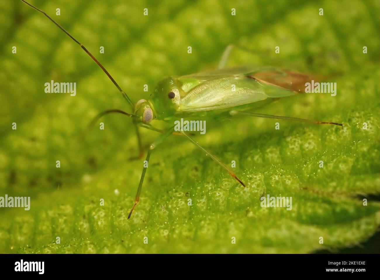 Primo piano del Lygocoris pabulinus su una foglia verde Foto Stock