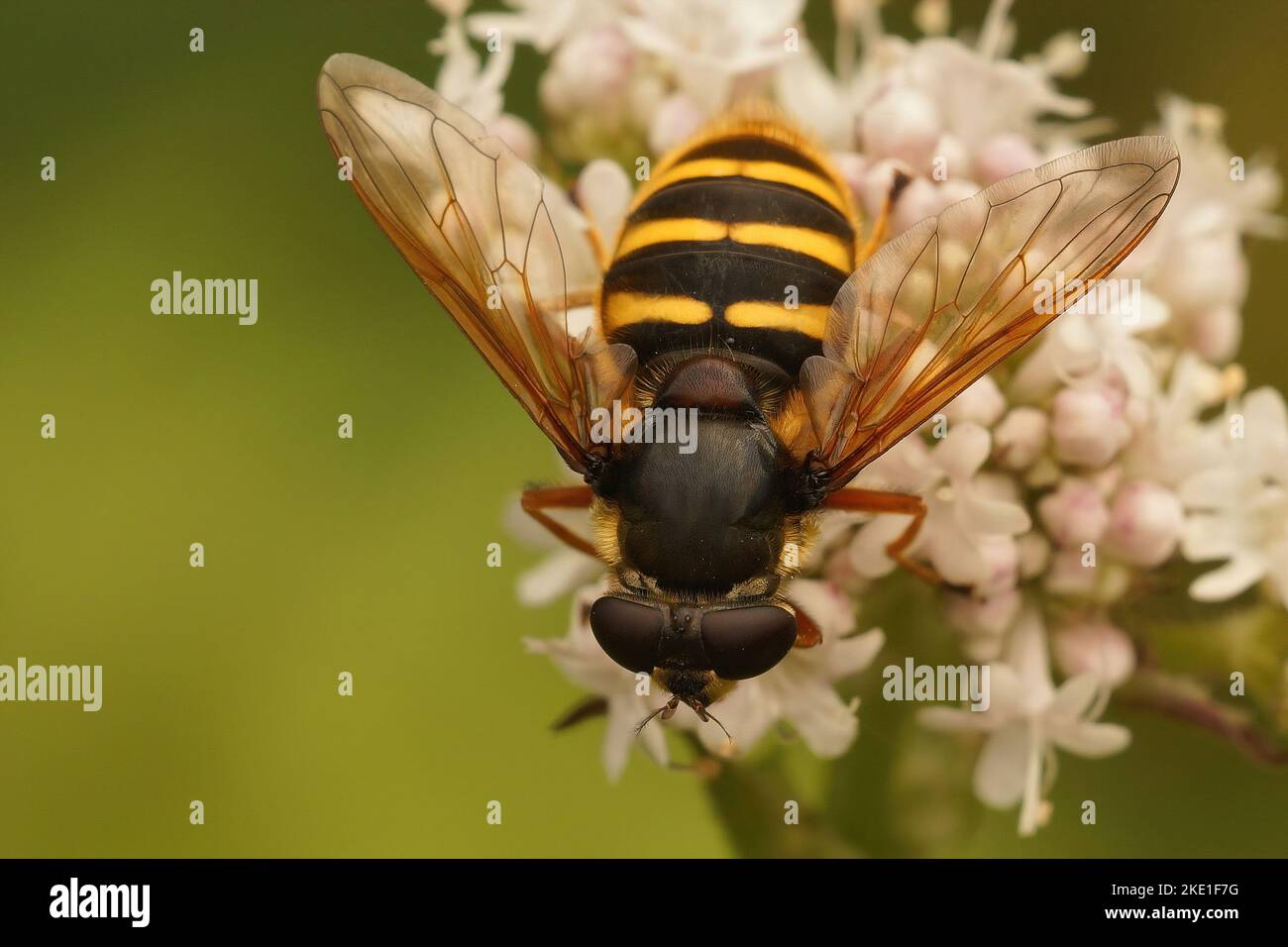 Un primo piano di un hoverfly che impollinare bei fiori piccoli Foto Stock