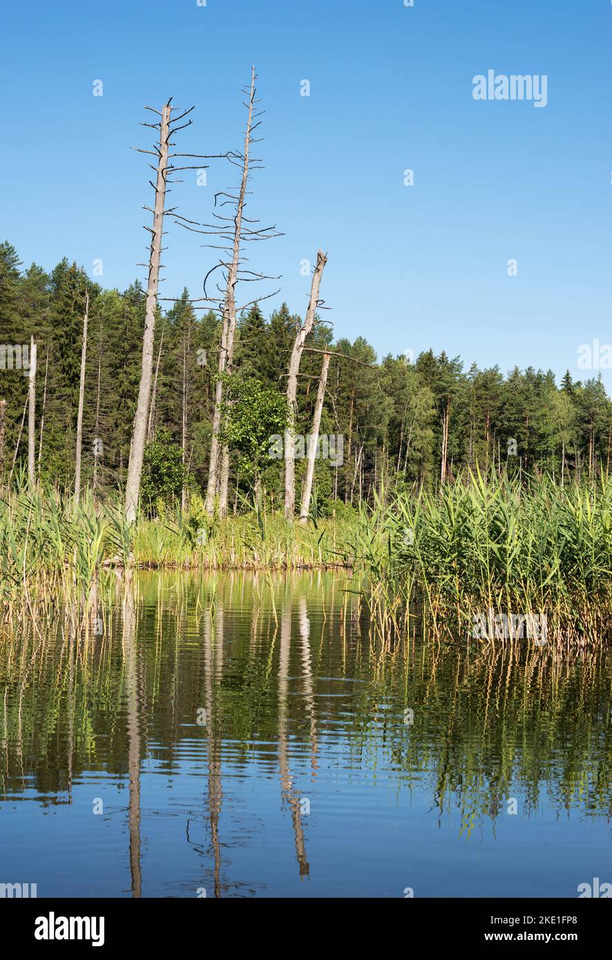 Un piccolo lago in una foresta di abeti, circondato lungo la riva da tronchi di alberi secchi. Foto Stock