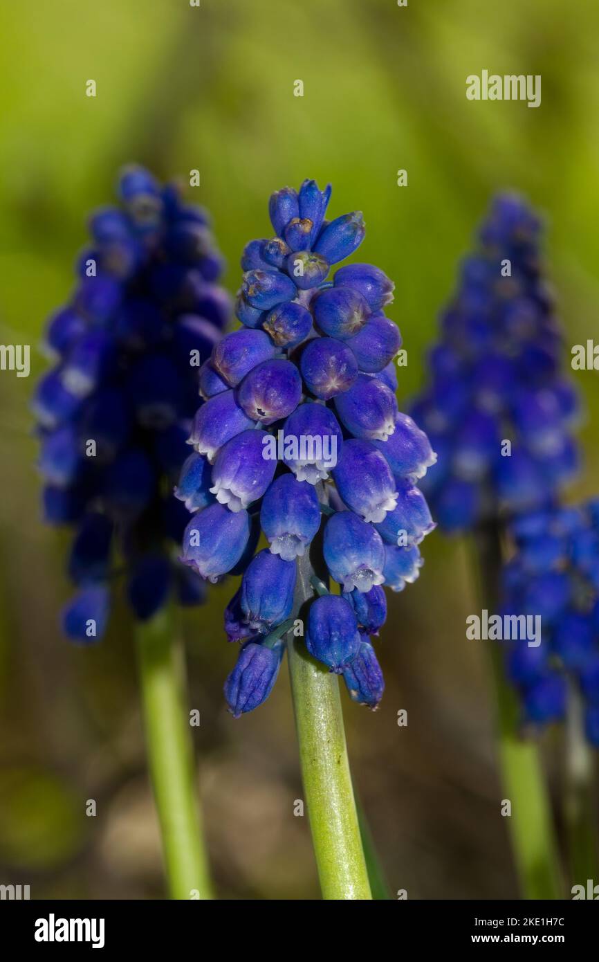 Primo piano dei bellissimi fiori blu del giacinto d'uva armeno Foto Stock