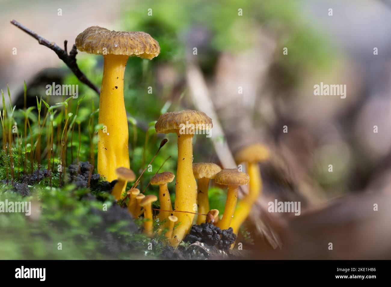 Un primo piano di funghi finferli a imbuto (Craterellus tubaeformis) Foto Stock
