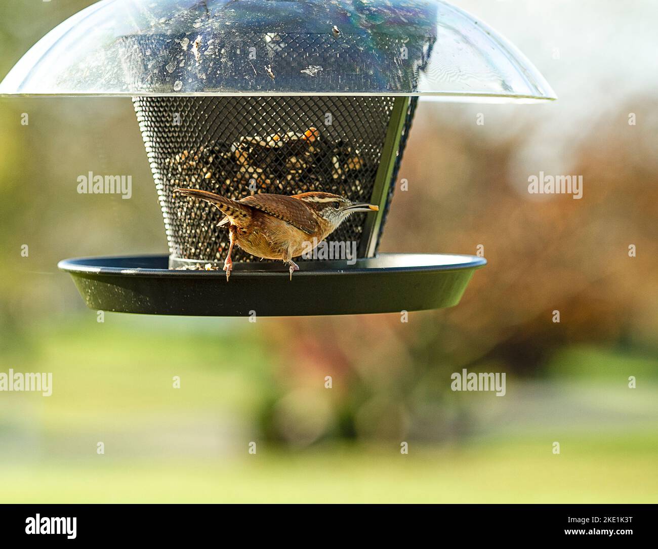 Wren uccello arroccato su alimentatore di uccello Foto Stock