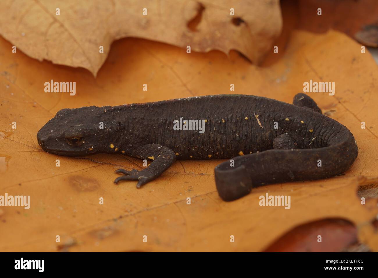 Un primo piano di una salamandra nordoccidentale - Ambystoma gracile Foto Stock