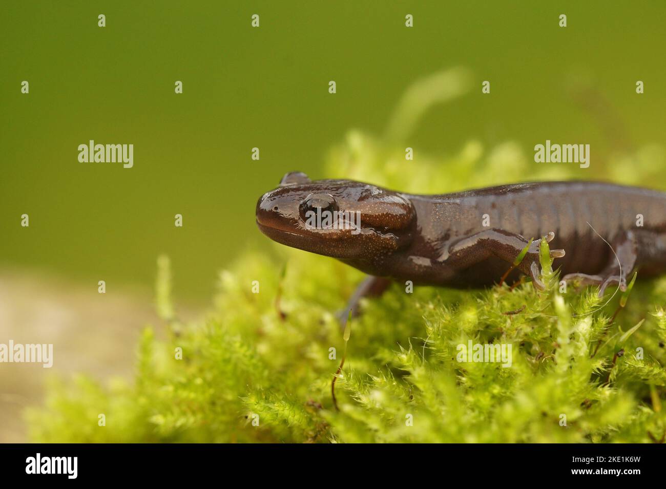 Un primo piano di una salamandra nordoccidentale - Ambystoma gracile Foto Stock