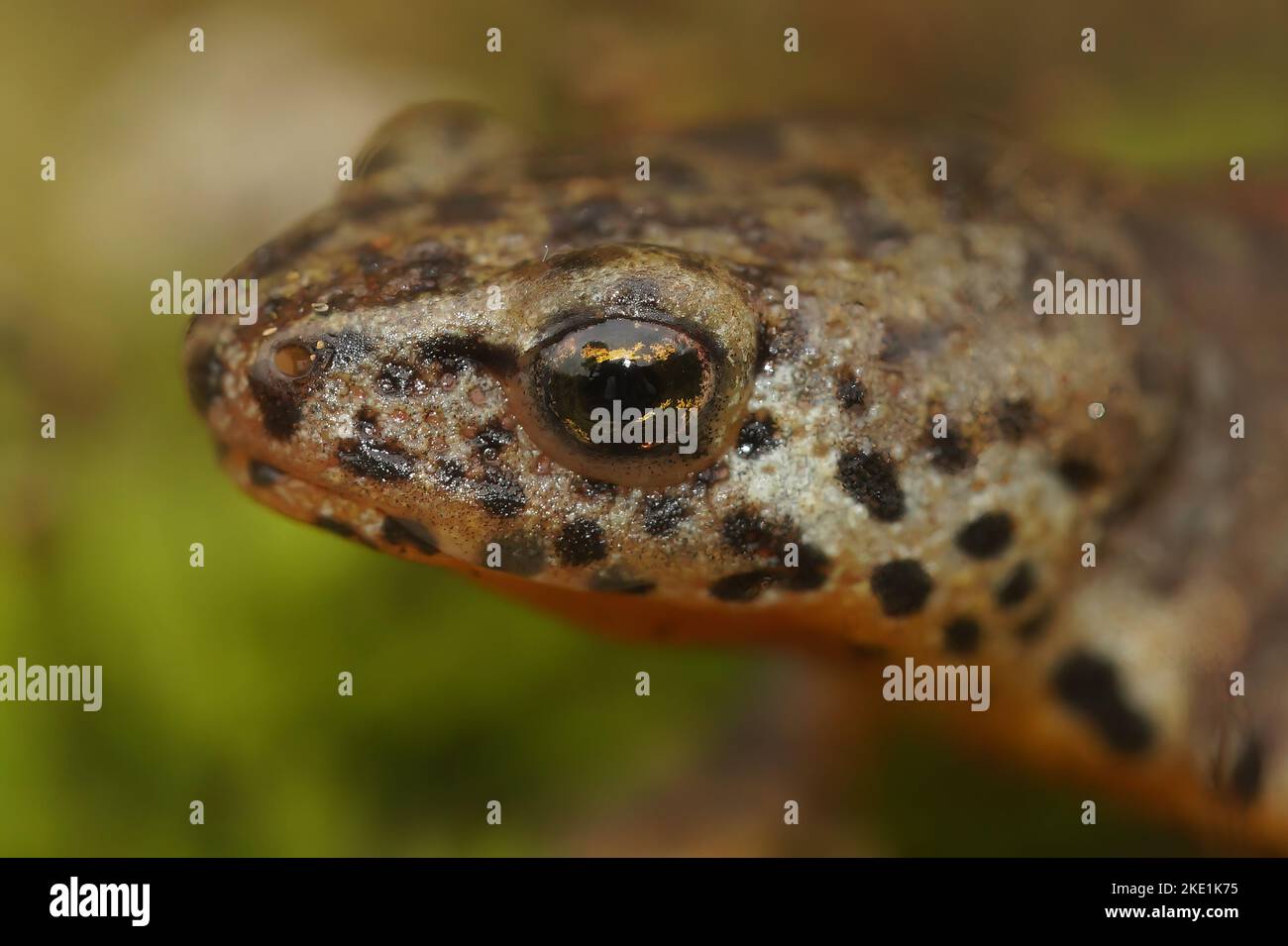 Un primo piano di una salamandra nordoccidentale - Ambystoma gracile Foto Stock