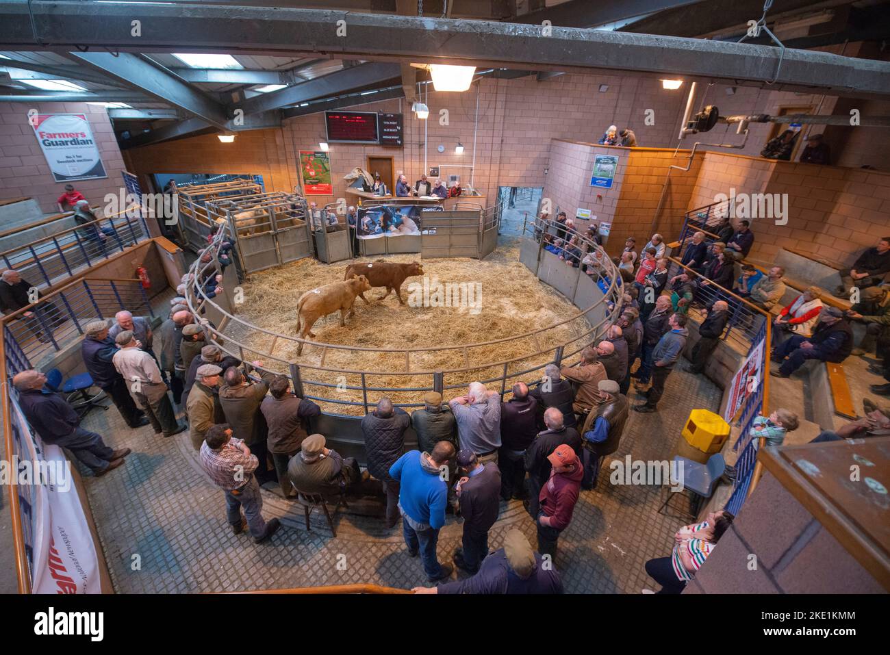 Bestiame bovino che è messo all'asta al mercato di bestiame di Carmarthen Foto Stock