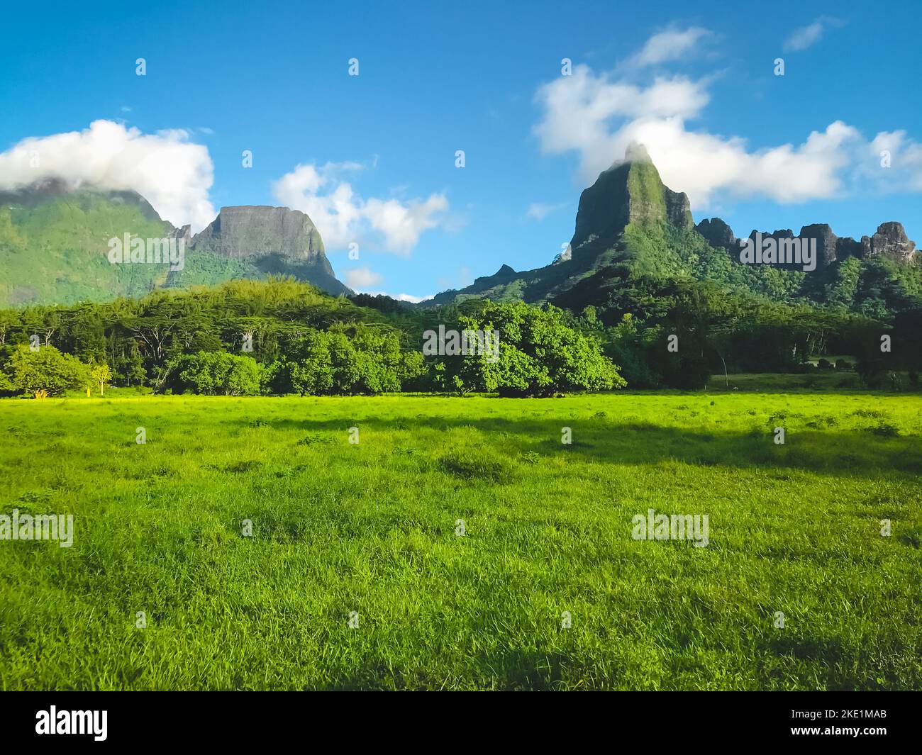 Verde prato fiels montagna paesaggio, foresta e catena montuosa. Splendidi altopiani alpini nelle giornate di sole. Bella natura sfondo perfetto. Viaggi, turismo, avventura. Polinesia, isola di Moorea Foto Stock