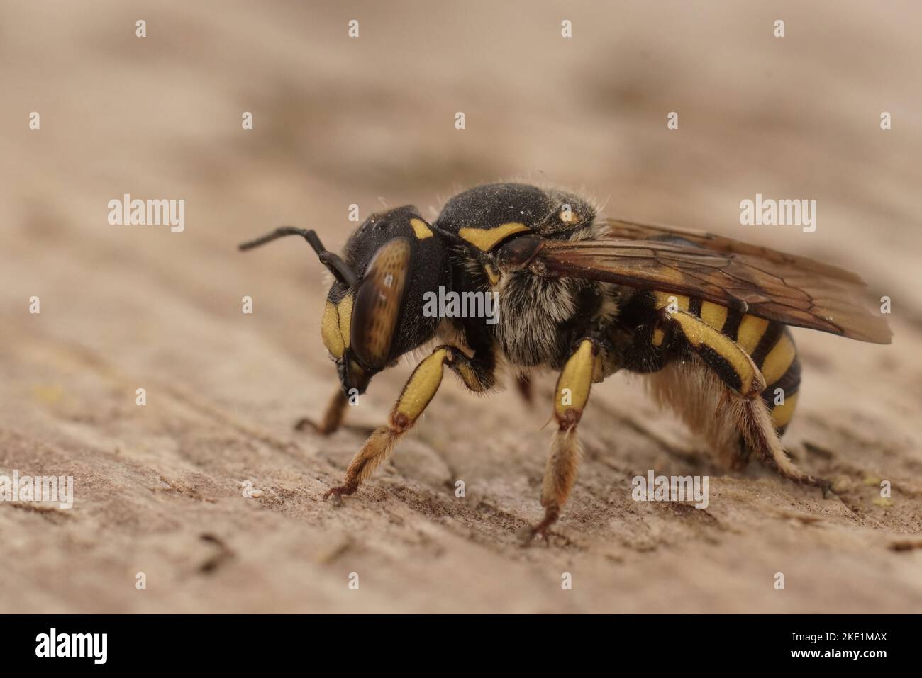 Un primo piano di un'ape fiorentina anthidium florentinum Foto Stock