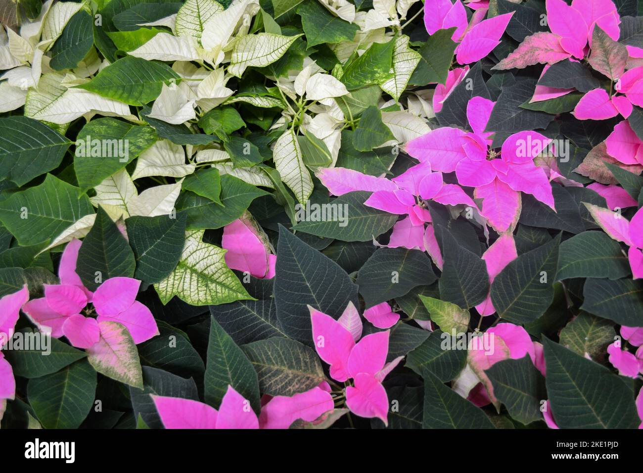 I fiori bianchi e rosa luminosi di poinsettia, altrimenti chiamata la stella di Natale, con le foglie verde scuro. In grandi numeri come sfondo festivo Foto Stock