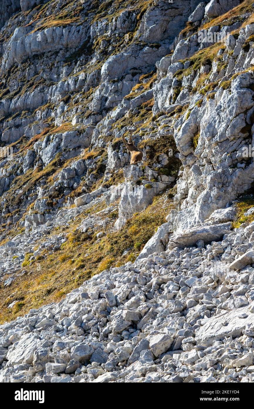 Stambecco alpino che vi fa sapere dove è responsabile. Foto Stock