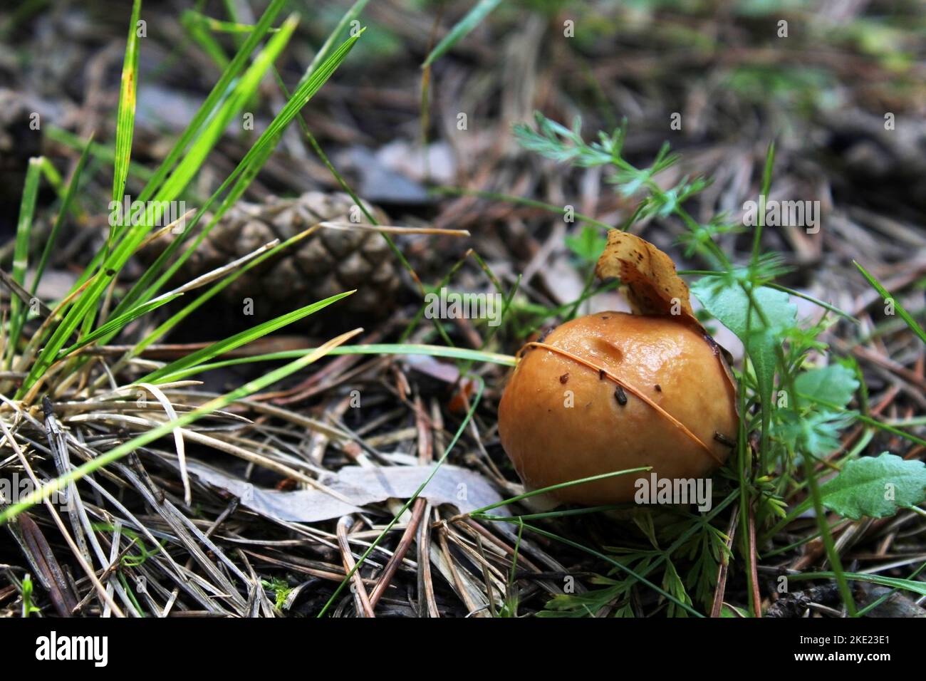 Piccolo fungo coperto da una foglia, primo piano nella foresta. Paesaggio naturale. Foto Stock