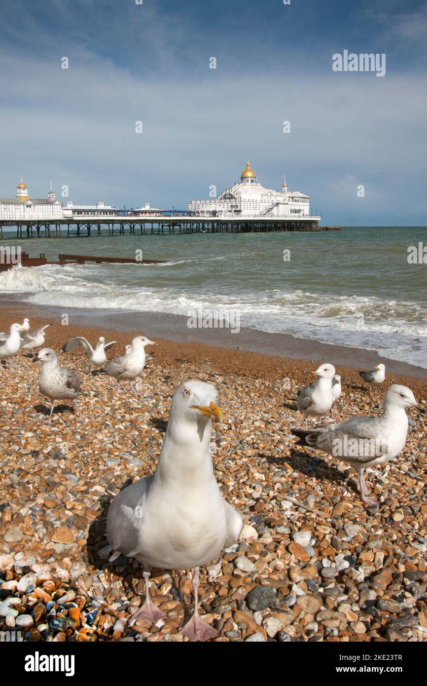 Seagulls sul lungomare di Eastbourne, East Sussex, Inghilterra Foto Stock