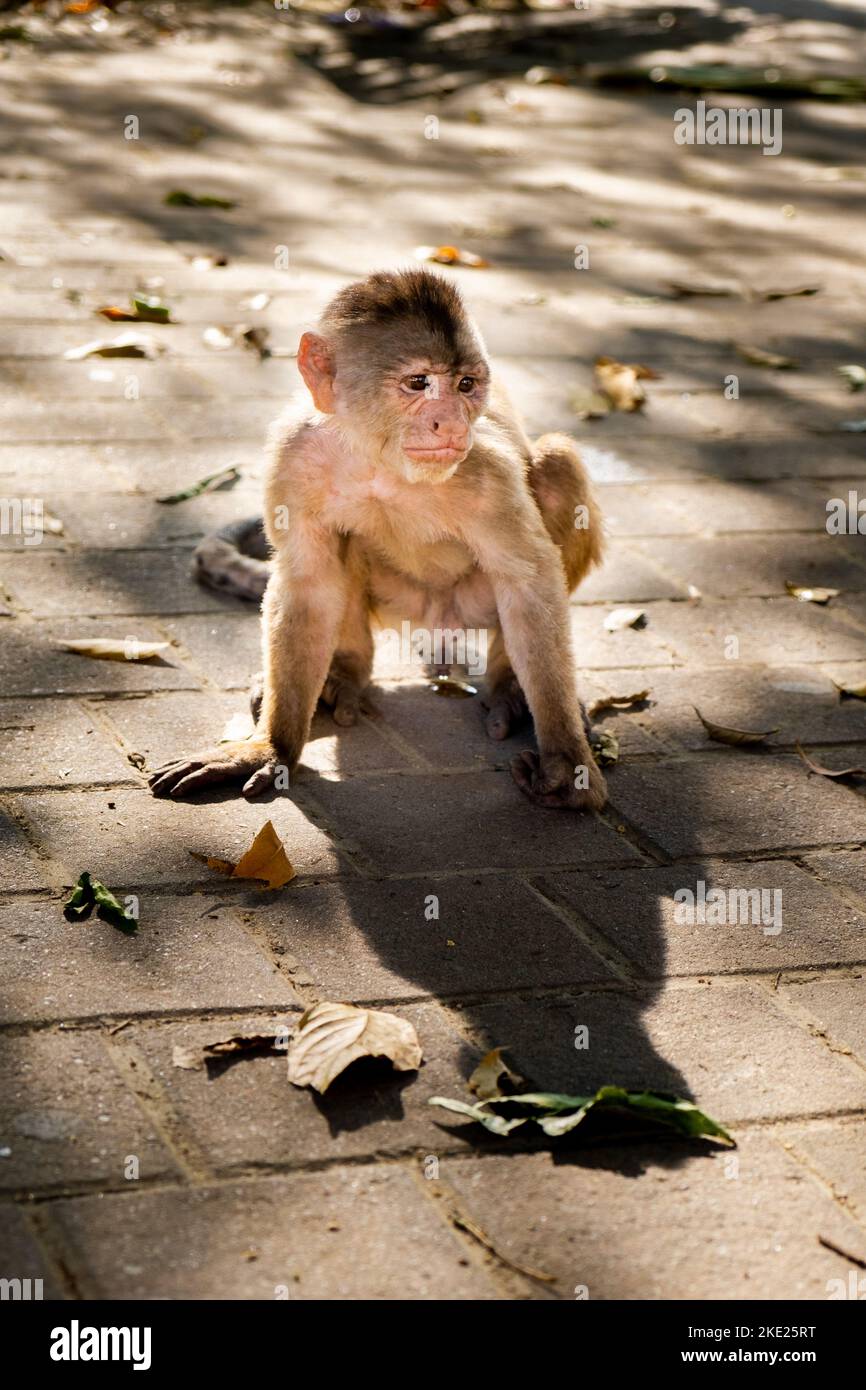 Una giovane scimmia cappuccina molto espressiva che si affaccia sulla strada in Ecuador Foto Stock