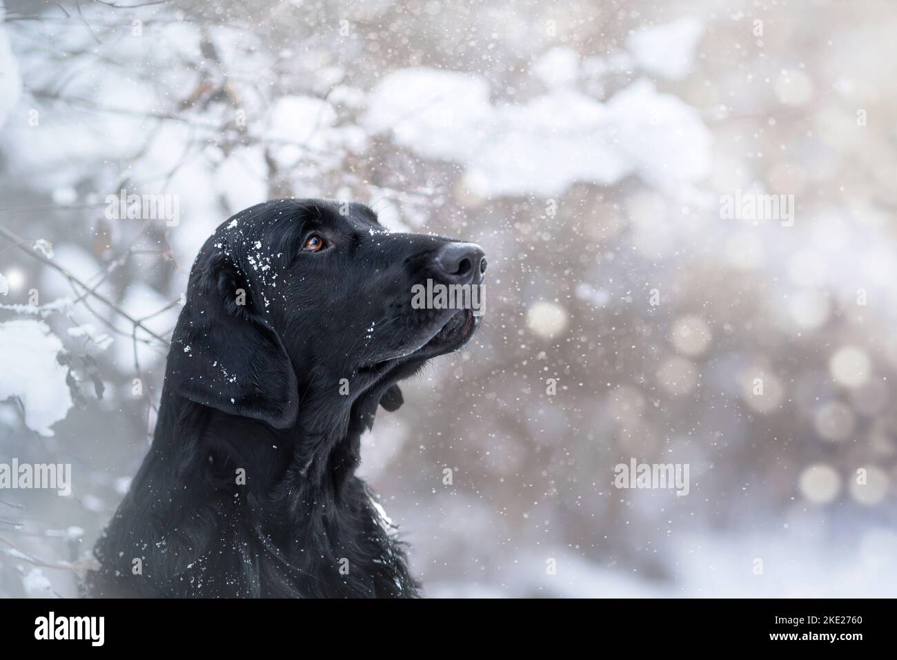 Riever con rivestimento piatto maschio Foto Stock