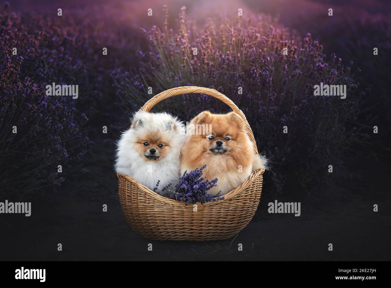 2 Pomerani Foto Stock