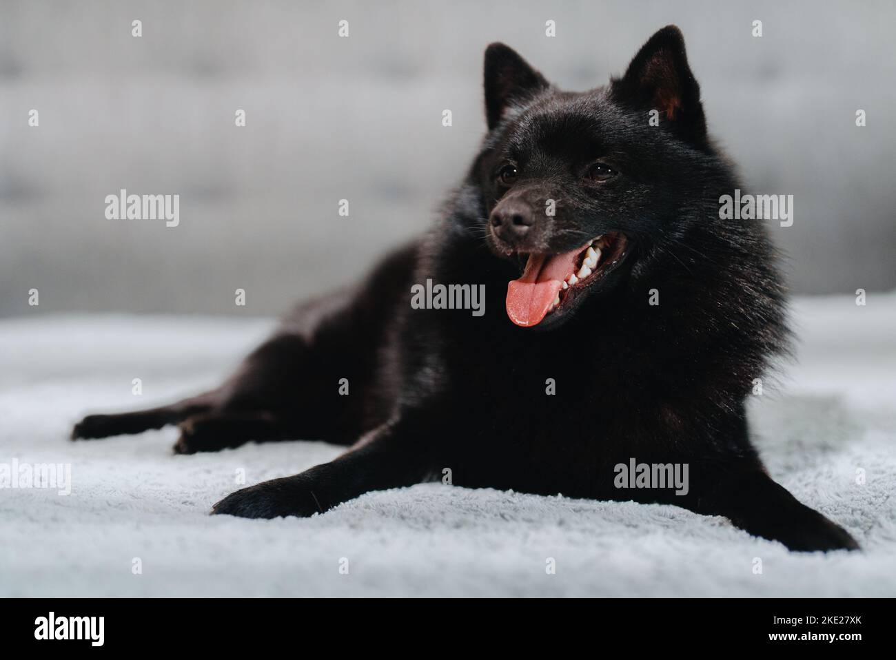 Ritratto di carino cane Schipperke indoor. Foto Stock