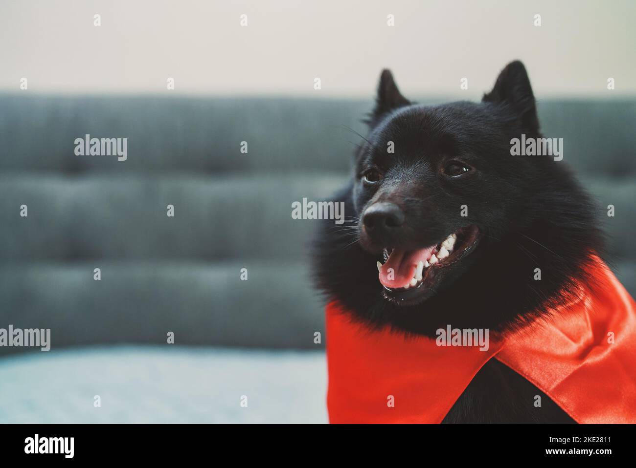 Ritratto di Schipperke super eroe cane. Foto Stock