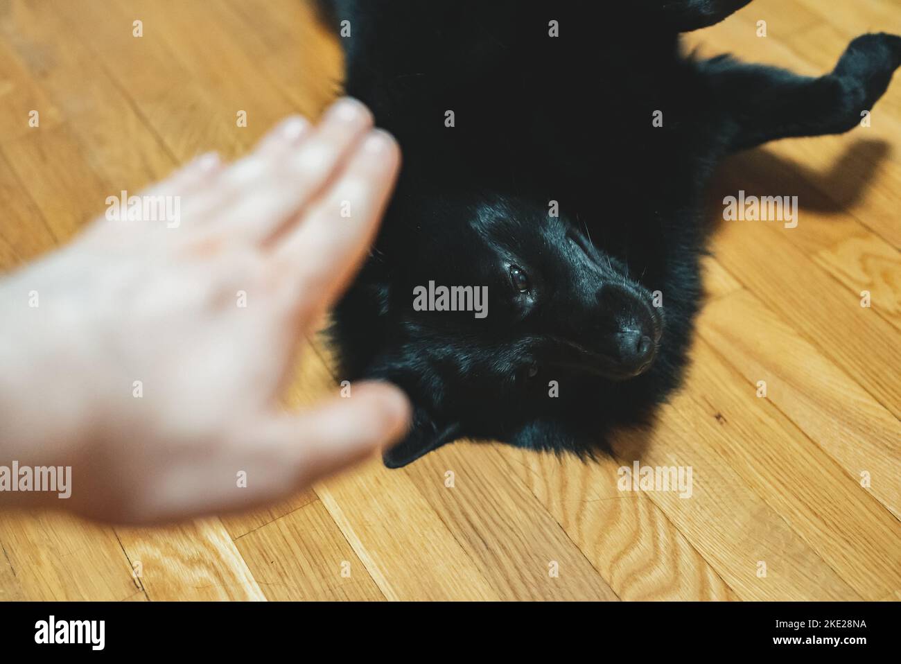 Uomo che allenava il suo cane. Insegna i comandi. Foto Stock