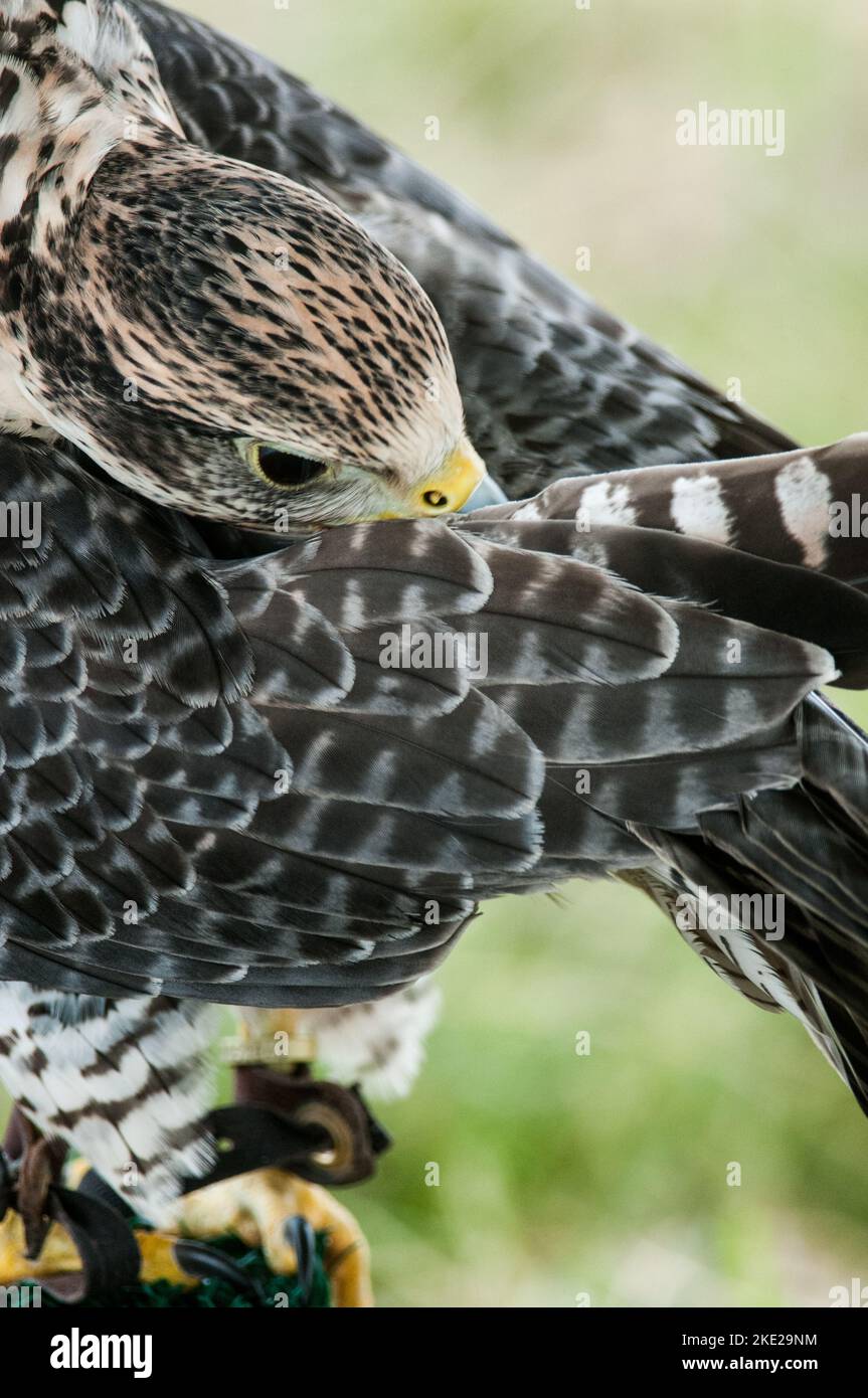 Falco ibrido Gyr-perigrine che si adula mentre è in mostra ad un evento Foto Stock