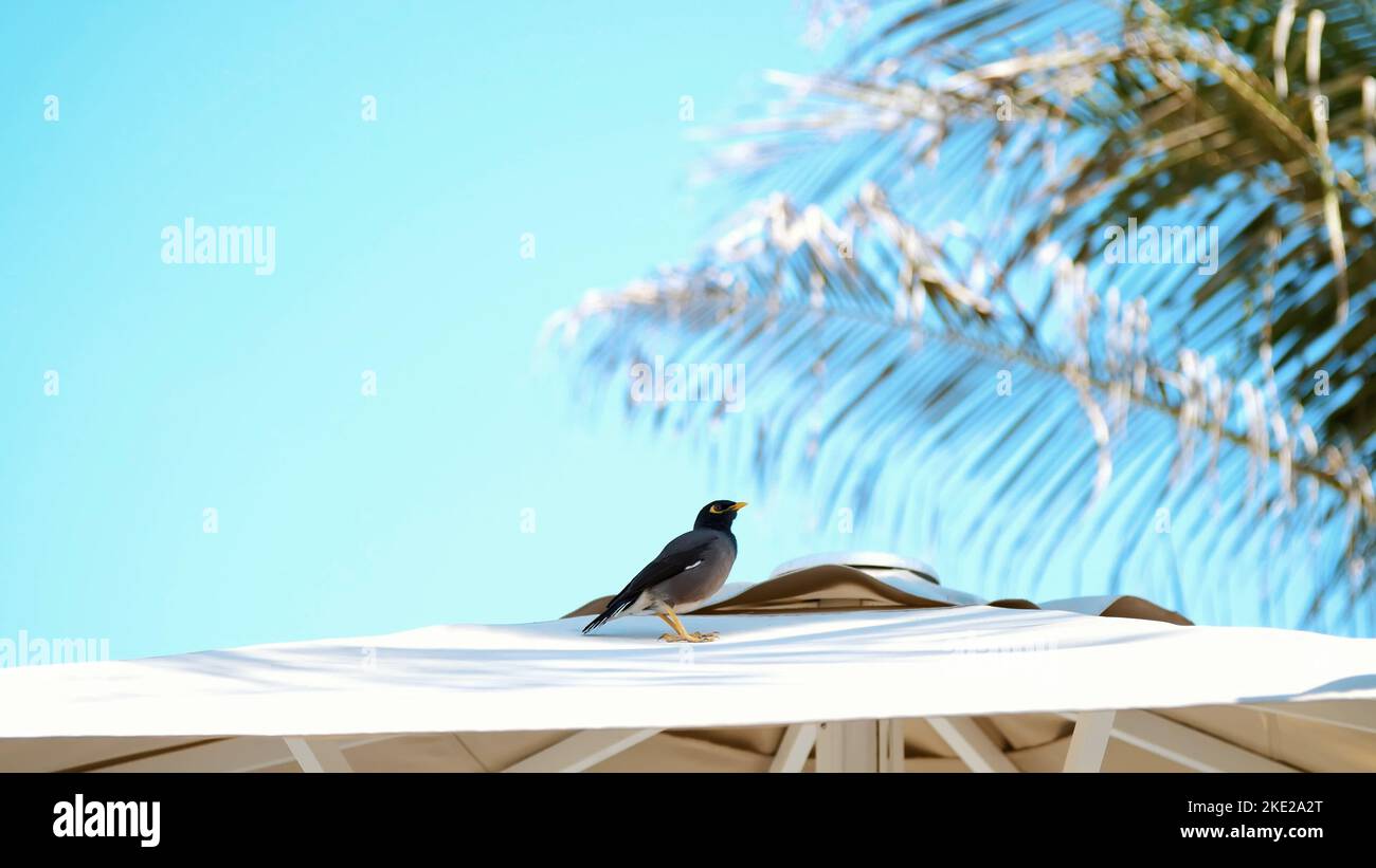 contro il cielo blu e le palme, sul tetto di un ombrellone si siede un uccello esotico. Primo piano. Foto di alta qualità Foto Stock