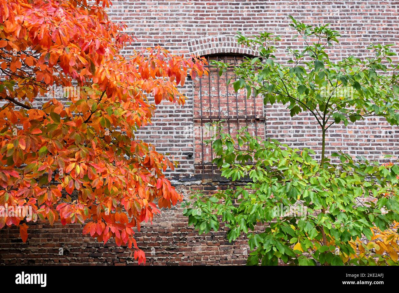 Coloratissime foglie autunnali e muraglia di mattoni sulla High Line di Manhattan. Foto Stock