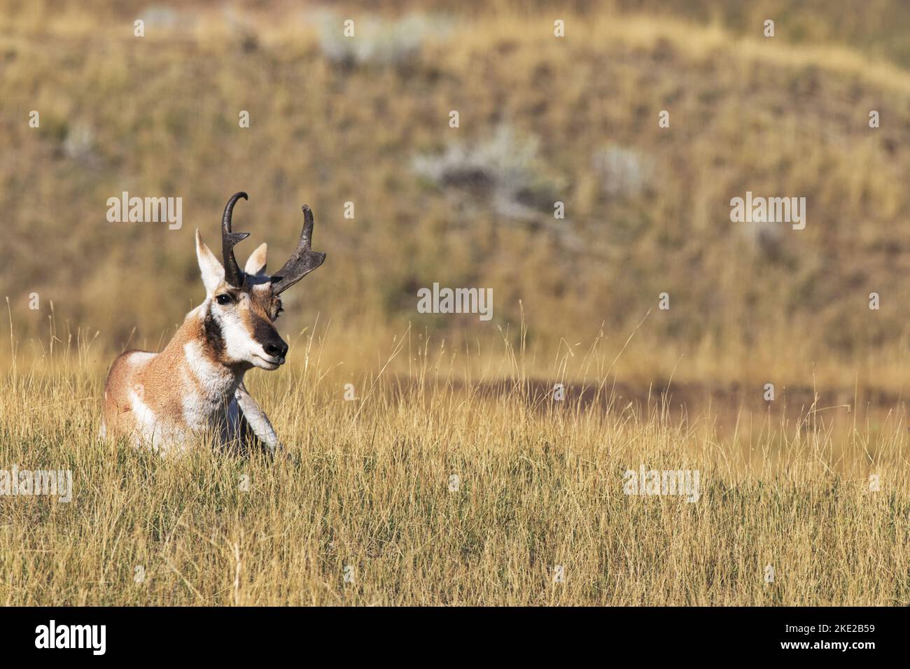 Content antilope di pronghorn siede nell'erba d'oro autunnale della gamma di bisonti sulla riserva indiana di Flathead nel Montana occidentale, Stati Uniti Foto Stock Content antilope di pronghorn siede nell'erba d'oro autunnale della gamma di bisonti sulla riserva indiana di Flathead nel Montana occidentale, Stati Uniti Foto Stock