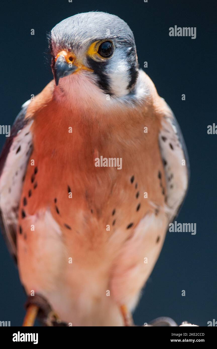 Ritratto in primo piano di American Kestrel in occasione di un evento educativo Foto Stock