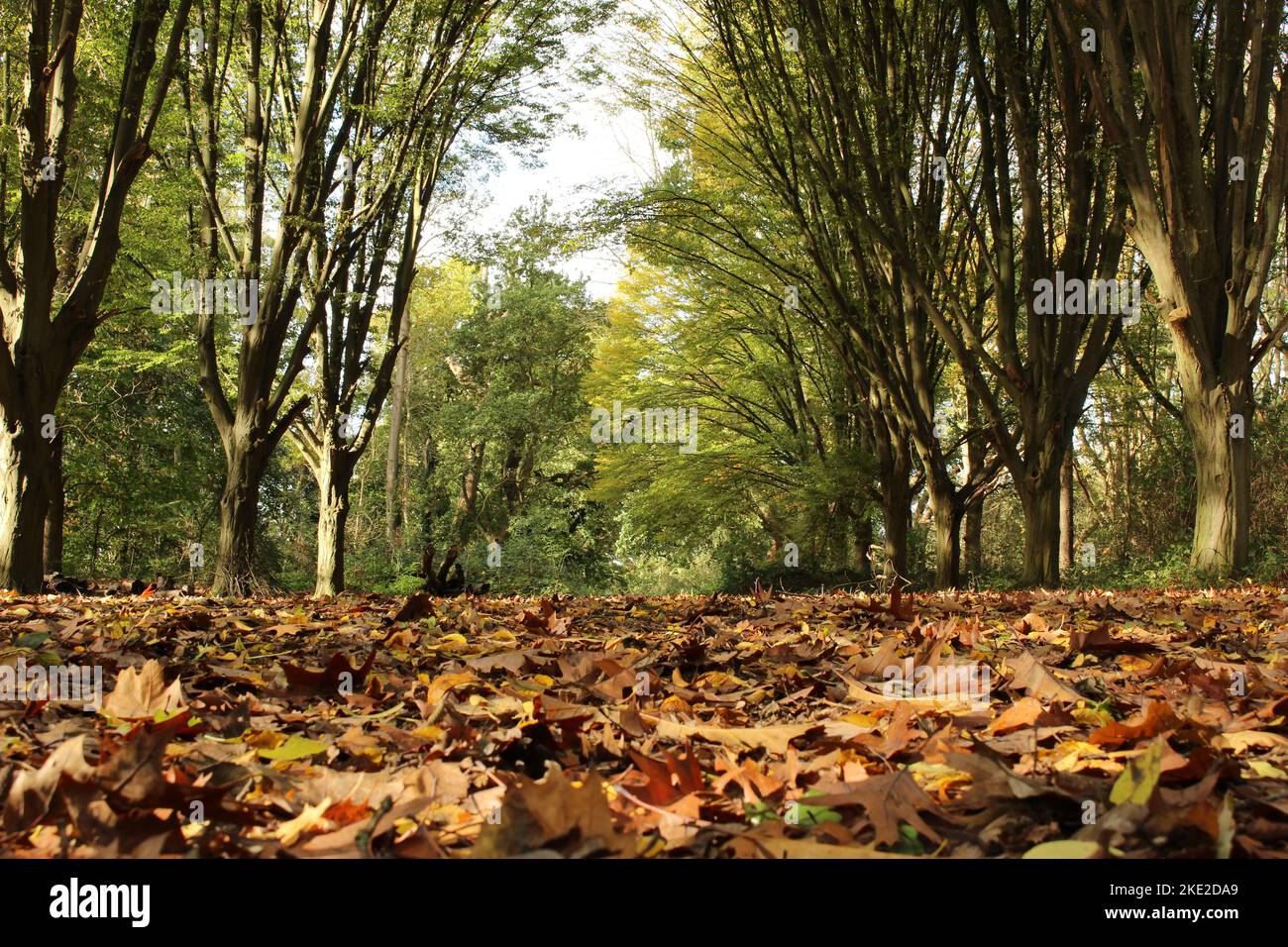 Piano forestale autunnale nel Bushy Park Foto Stock