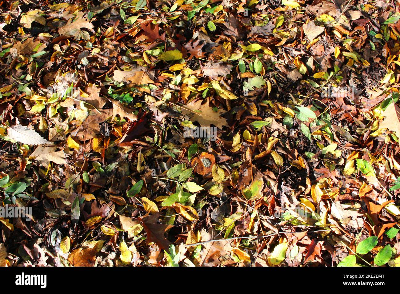 Foglie autunnali marroni, verdi, gialle, arancioni e rosse sullo sfondo del bosco Foto Stock