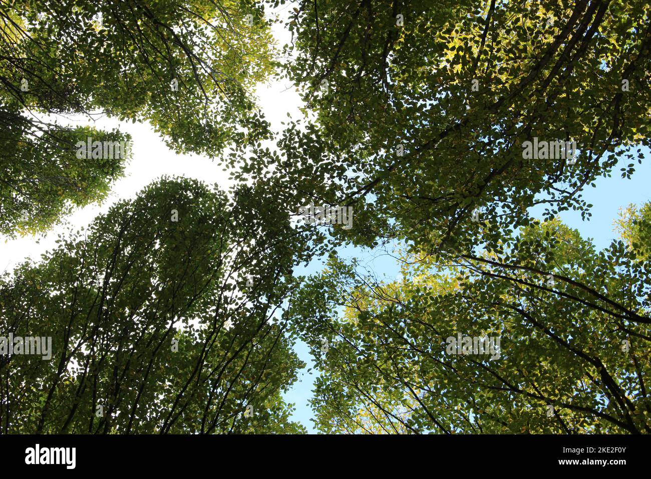 Guarda un baldacchino di alberi a Bushy Park con un cielo mezzo blu e mezzo bianco Foto Stock