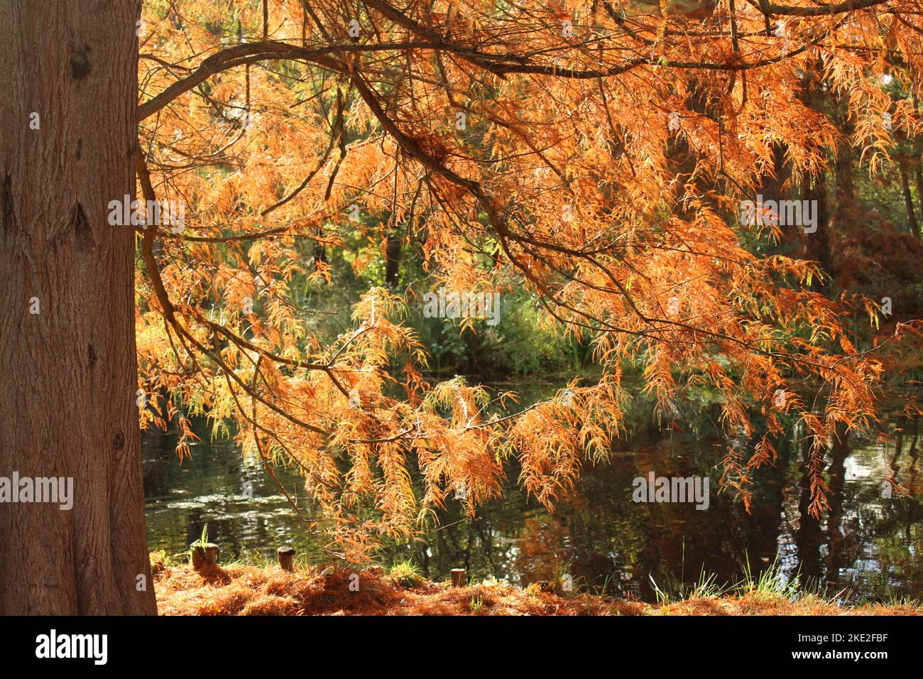 Splendida Metasequoia marrone e rosso che illumina la luce autunnale pomeridiana. Raro conifera decidua cambiare le sue foglie per la caduta Foto Stock