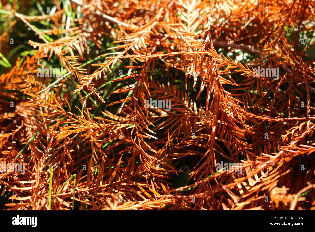 Metasequoia glyptostroboides (Dawn Redwood) foglia goccia. Pavimento forestale coperto da fogliame di Metasequoia rosso-marrone Foto Stock