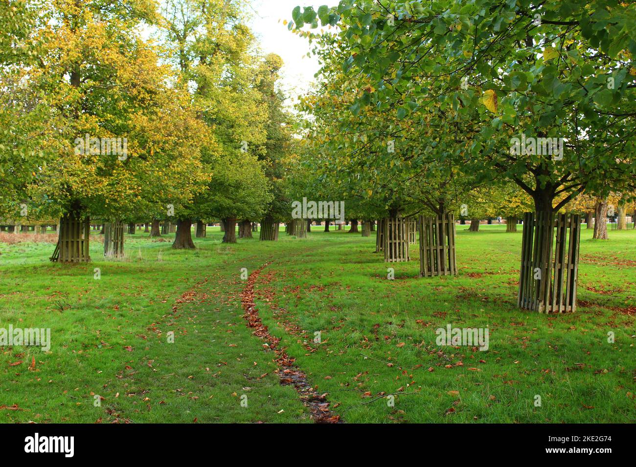 Autunno nel parco. Percorso attraverso erba verde nel parco con alberi autunnali decidui le cui foglie stanno cambiando. Calma autunno paesaggio natura per camminare Foto Stock