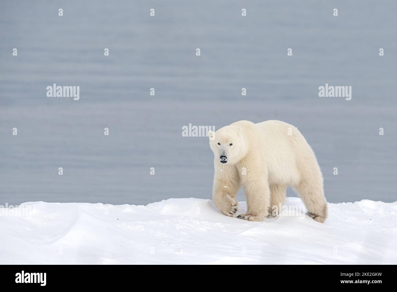 Orso polare Foto Stock