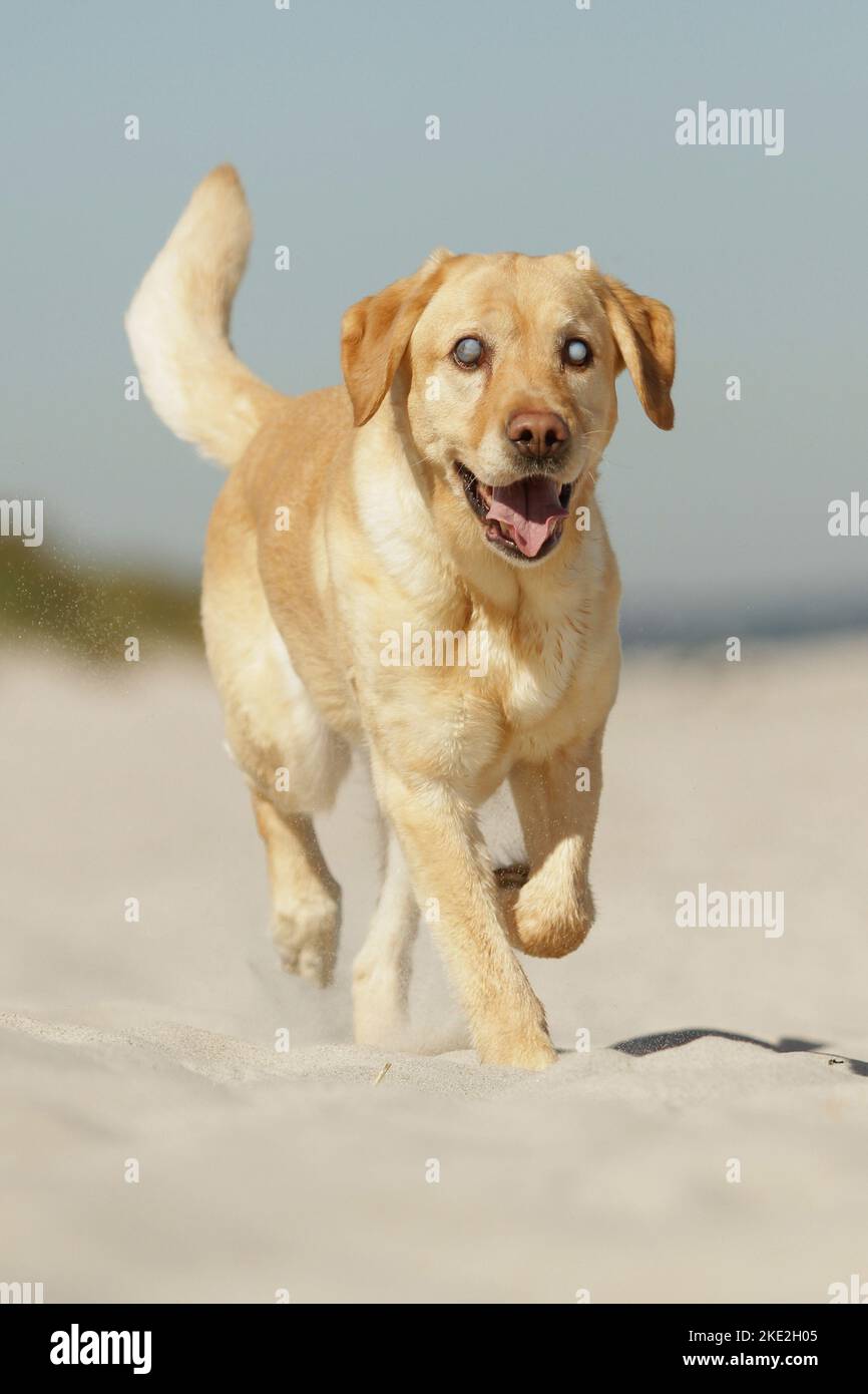 Camminare Labrador Retriever Foto Stock