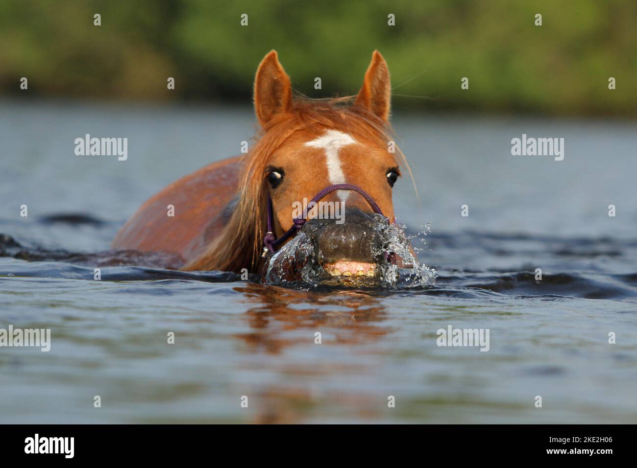nuoto cavallo arabo Foto Stock
