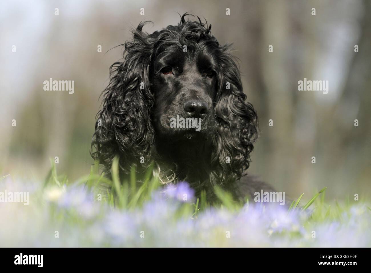 English Cocker Spaniel ritratto Foto Stock