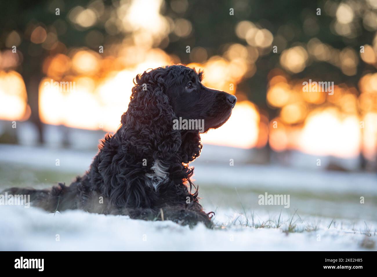 Spagnolo Cocker inglese scuro Foto Stock