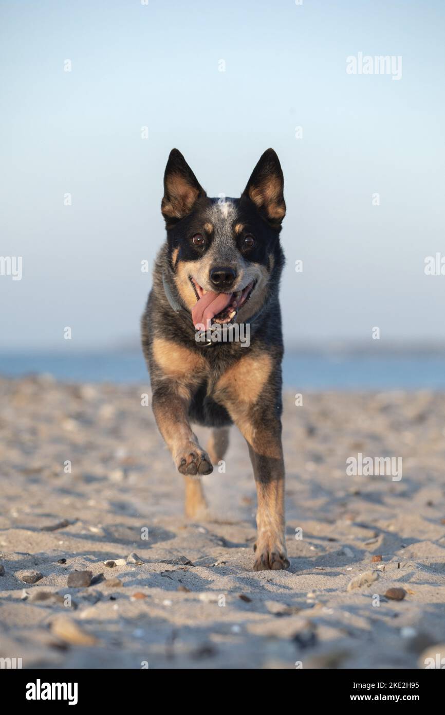Esecuzione di Miniature pinscher Foto Stock