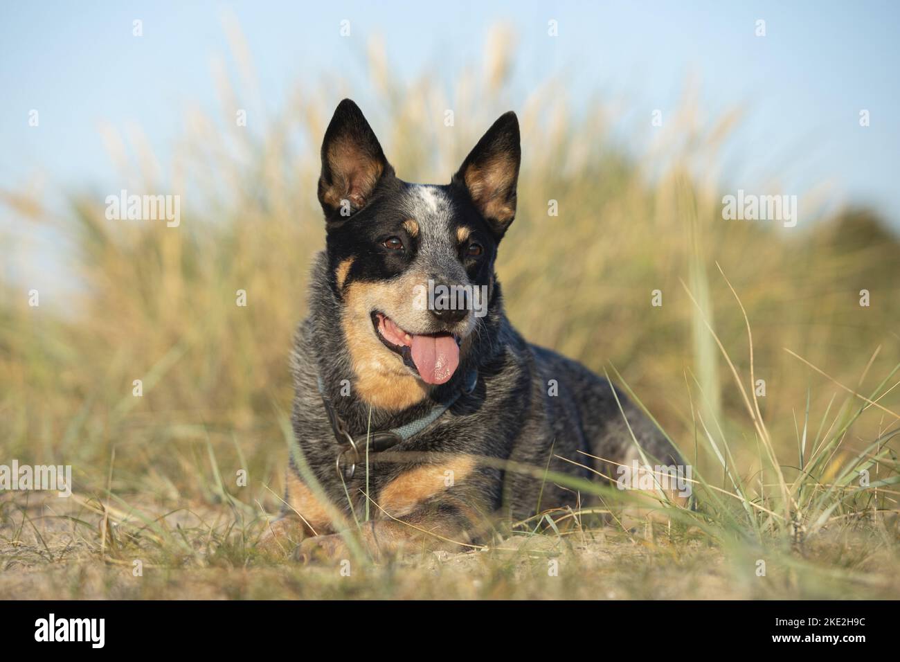 Giacente Miniature pinscher Foto Stock