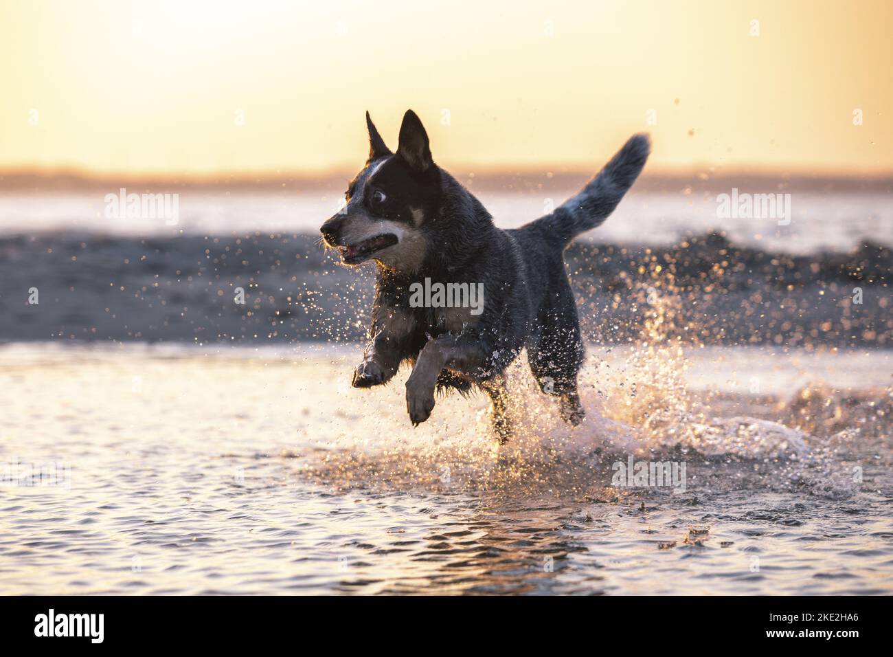 Esecuzione di Miniature pinscher Foto Stock