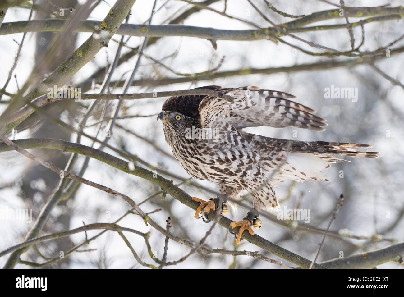 Goshawk nella neve Foto Stock